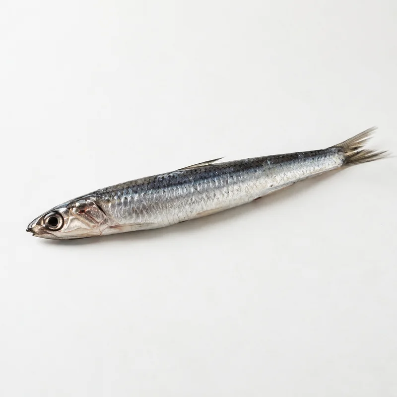 Anchovy