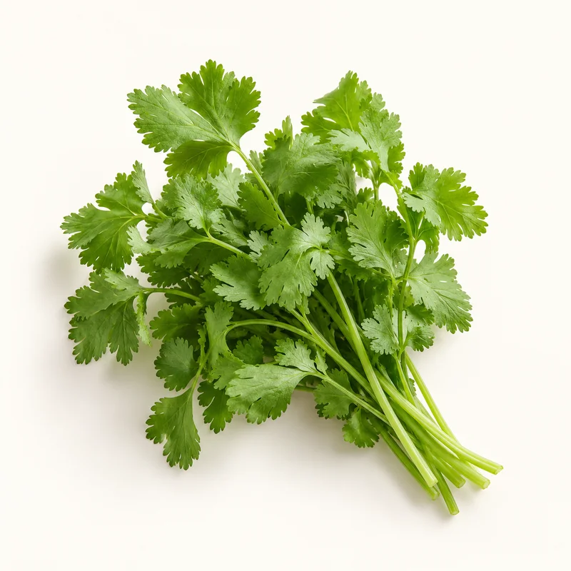 Cilantro