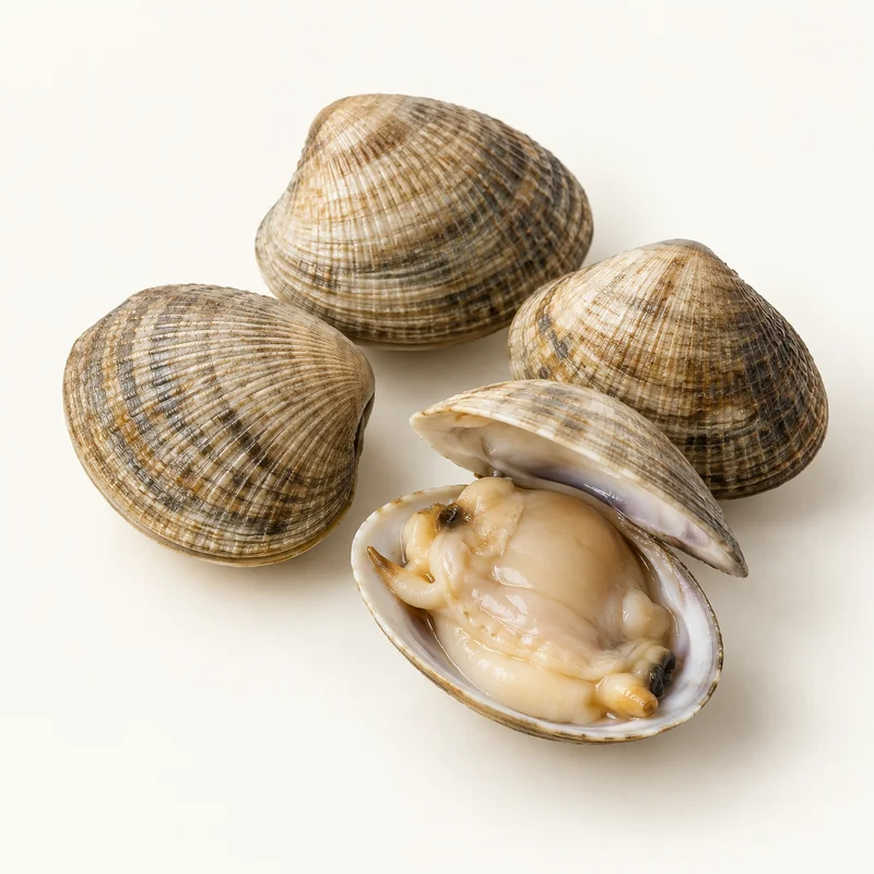 Clam