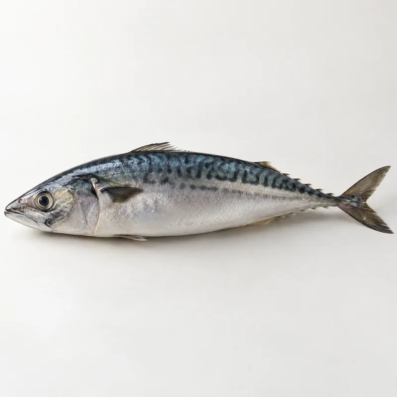 Mackerel (Atlantic or Pacific chub)