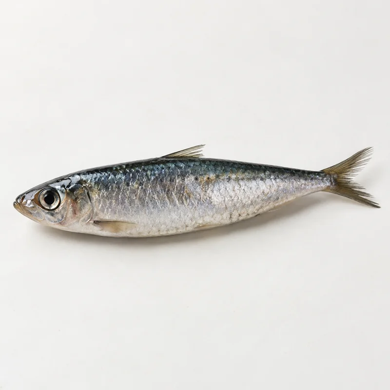 Sardine