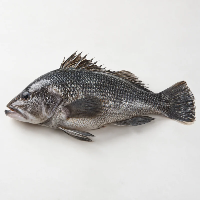 Sea bass