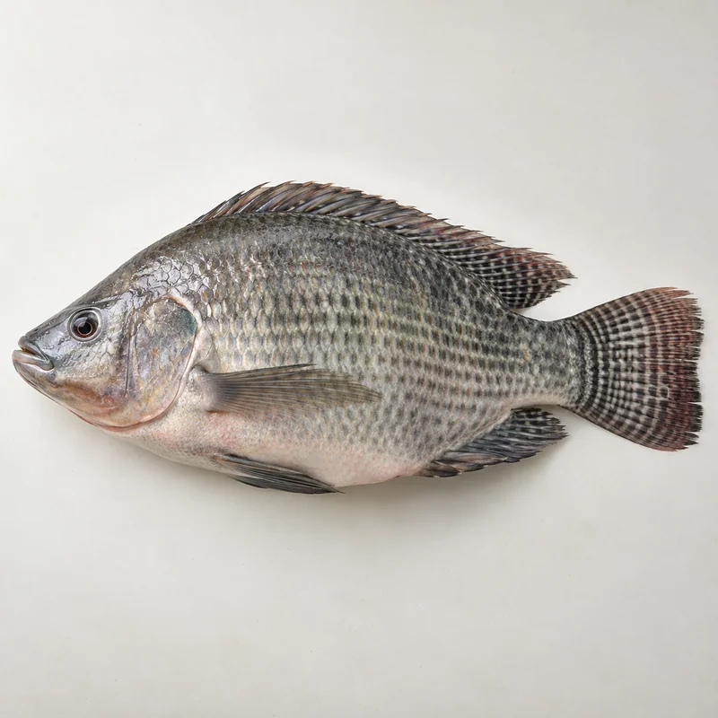 Tilapia